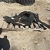 2012 ALO Loader Bracket TL/ Farmall